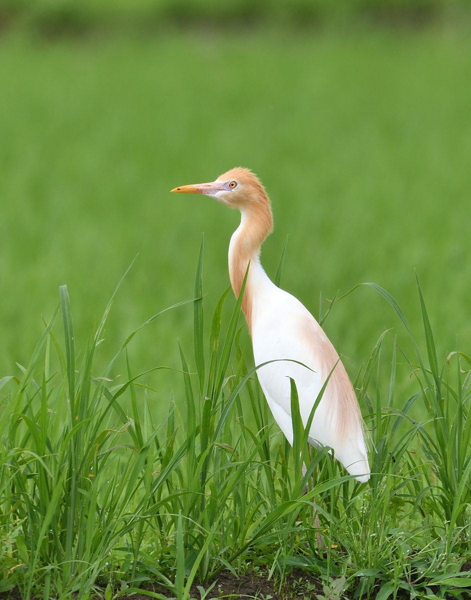 アマサギとは 動植物の人気 最新記事を集めました はてな