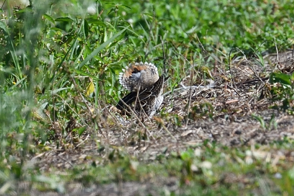 ジシギの識別は尾羽の数で。 - karate-knd5's blog 野鳥