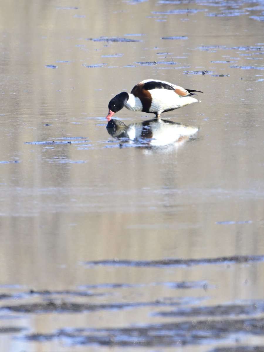 2024年初の鳥撮り（ツクシガモ） - karate-knd5's blog 野鳥