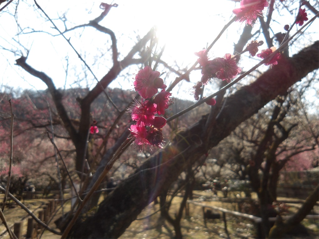 f:id:karatorisanpo3:20260224001556j:image