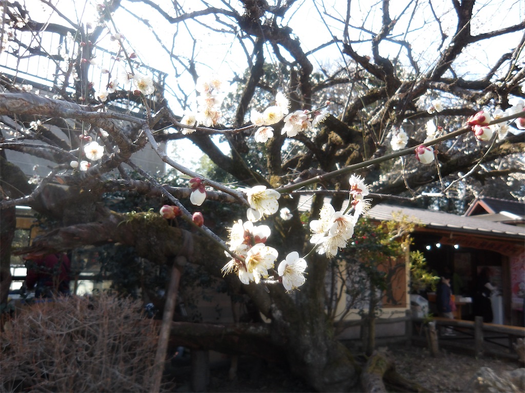 f:id:karatorisanpo3:20260224001605j:image
