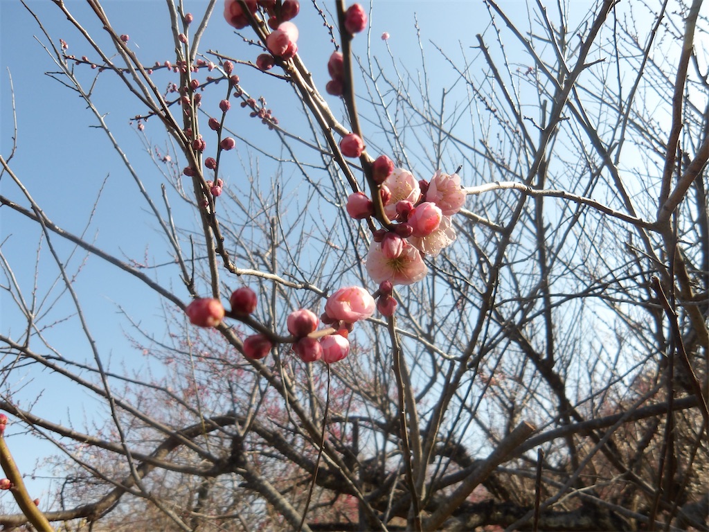 f:id:karatorisanpo3:20260224001609j:image