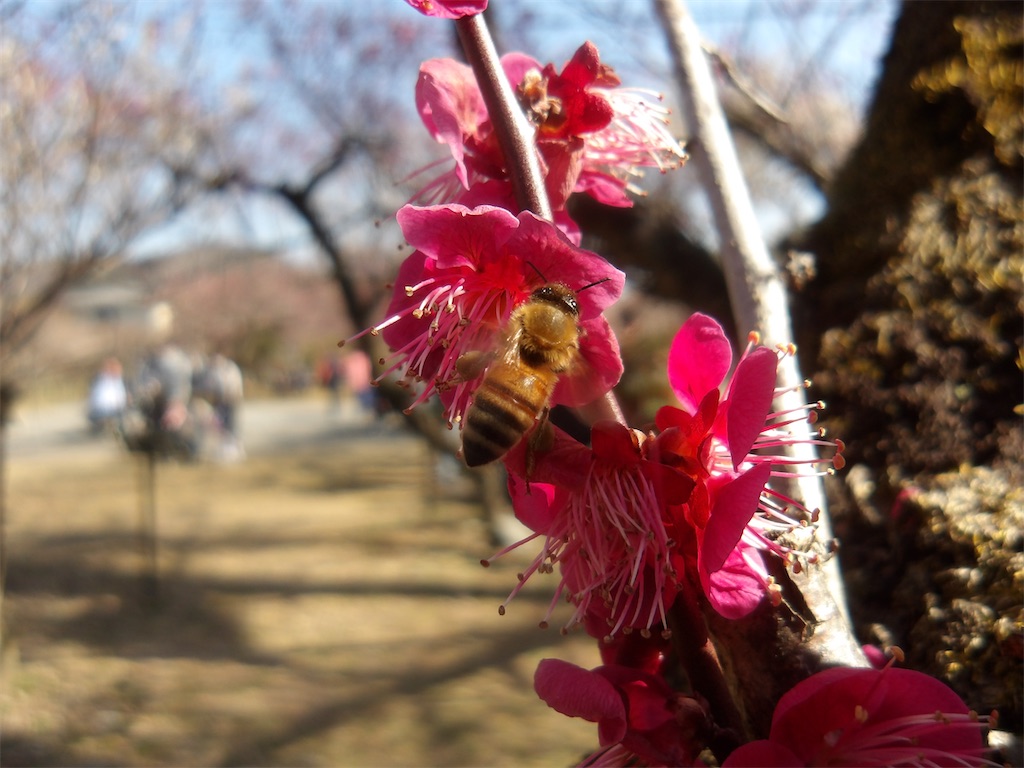 f:id:karatorisanpo3:20260224001617j:image