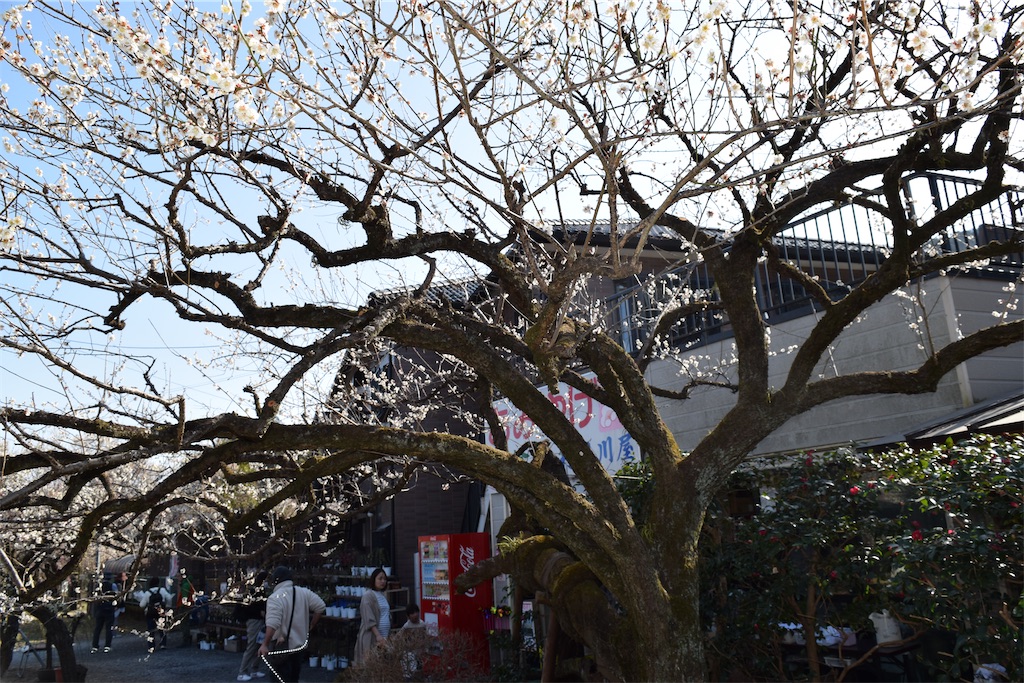 f:id:karatorisanpo3:20260224003023j:image