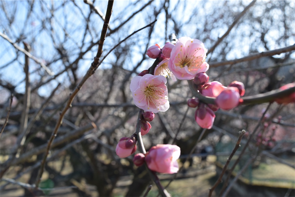 f:id:karatorisanpo3:20260224003237j:image