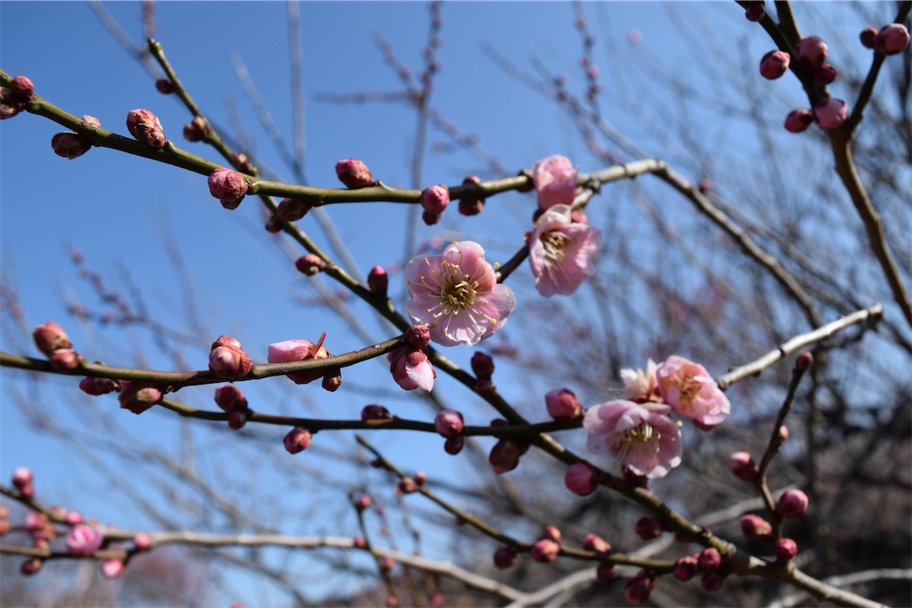 f:id:karatorisanpo3:20260224003244j:image