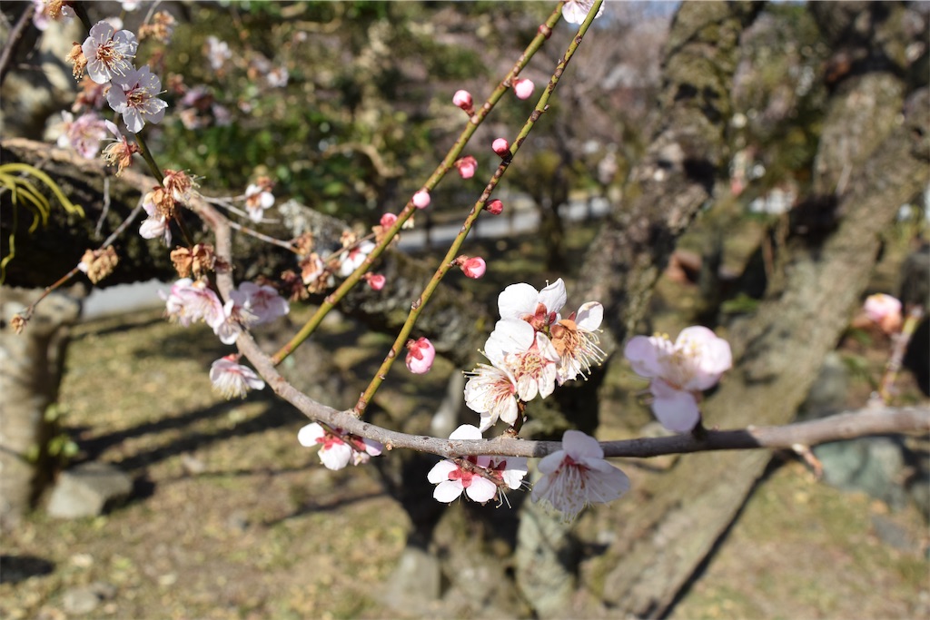 f:id:karatorisanpo3:20260224003253j:image