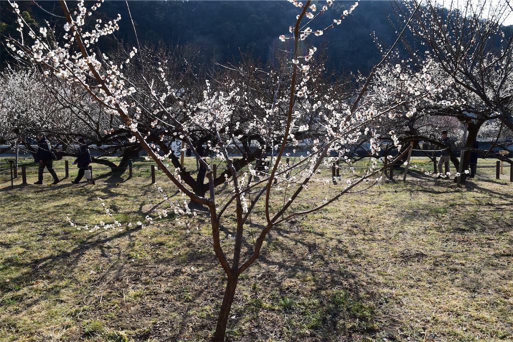 f:id:karatorisanpo3:20260224003307j:image