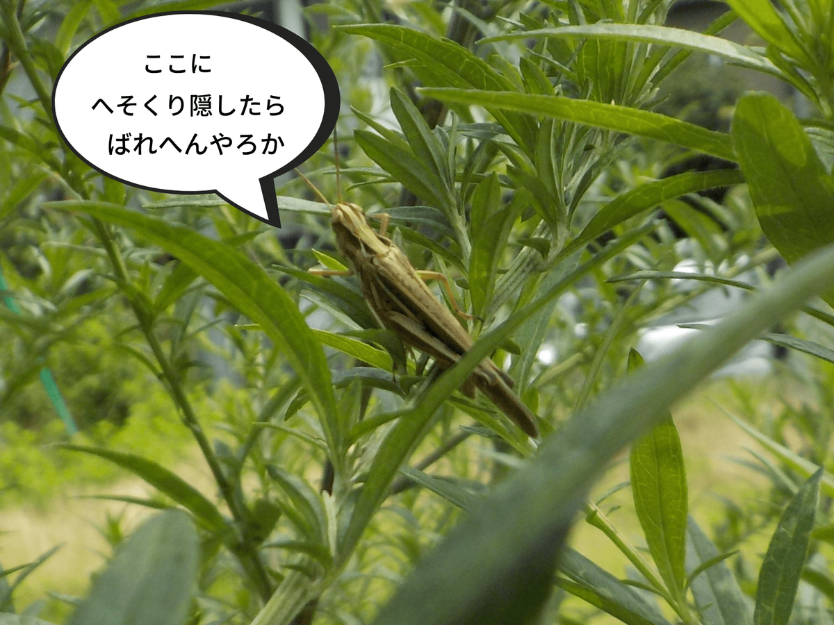 バッタ