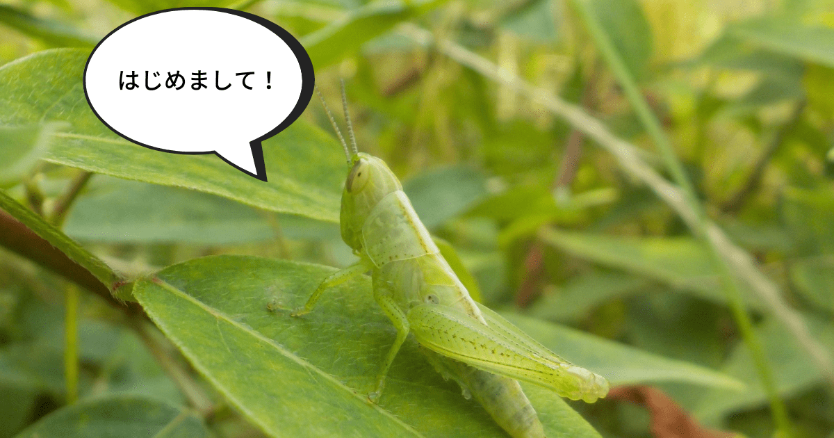 バッタ