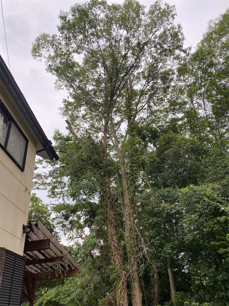 f:id:kare-eda:20230608215432j:image f:id:kare-eda:20230608215432j:image