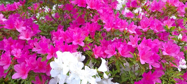 f:id:kareidosuko-pu:20240507191304j:image