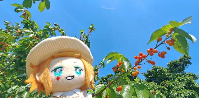 f:id:kareidosuko-pu:20240507191352j:image
