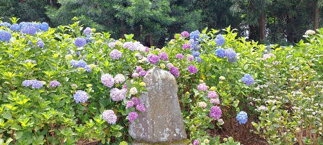 f:id:kareidosuko-pu:20240708131233j:image