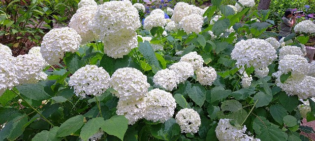 f:id:kareidosuko-pu:20240708131246j:image