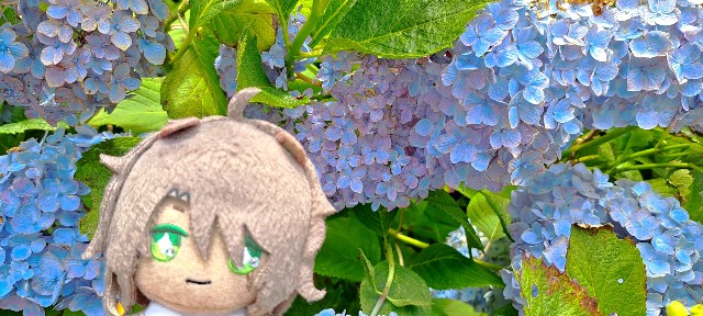 f:id:kareidosuko-pu:20240708131258j:image