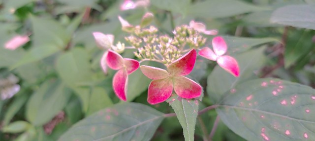 f:id:kareidosuko-pu:20240708131639j:image