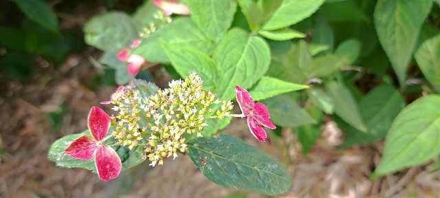 f:id:kareidosuko-pu:20240708131700j:image