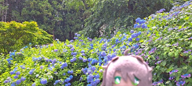 f:id:kareidosuko-pu:20240708131710j:image
