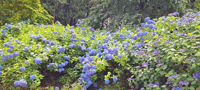 f:id:kareidosuko-pu:20240708131724j:image