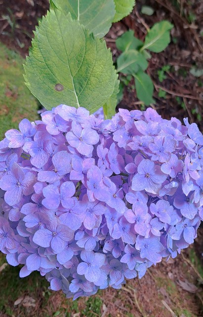 f:id:kareidosuko-pu:20240708131753j:image