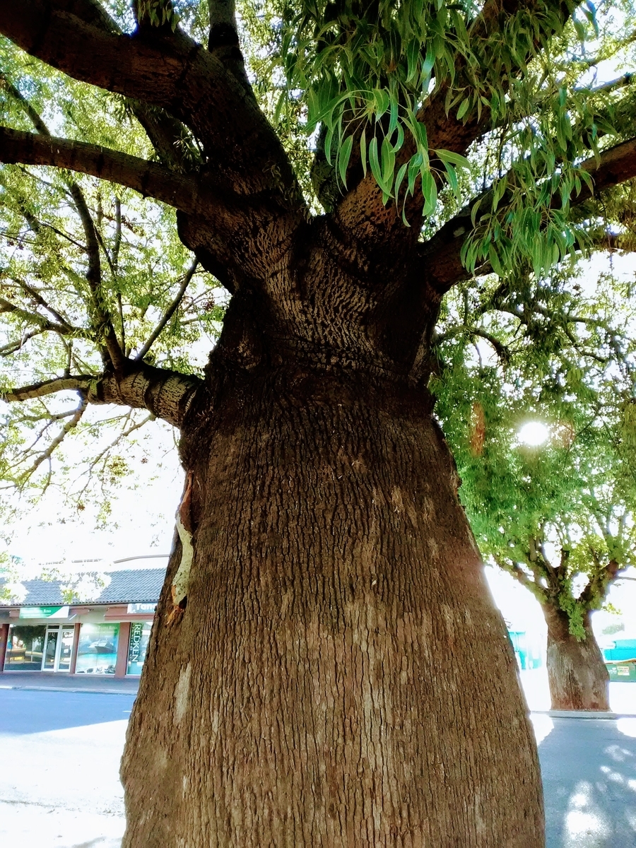 f:id:karenpom:20191219193236j:plain f:id:karenpom:20191219193236j:plain
