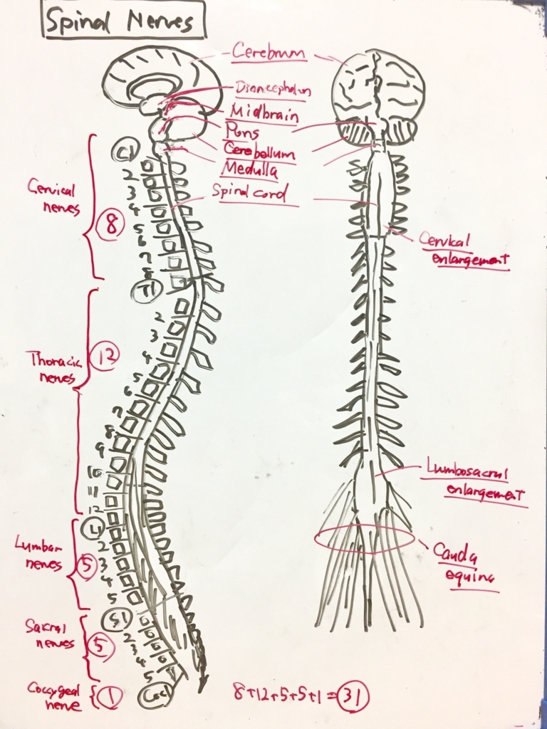 f:id:karia68:20180702221736j:plain