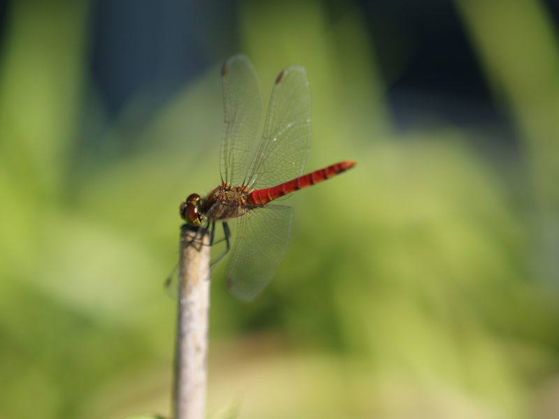 f:id:karibatakurou:20200604071944j:plain f:id:karibatakurou:20200604071944j:plain