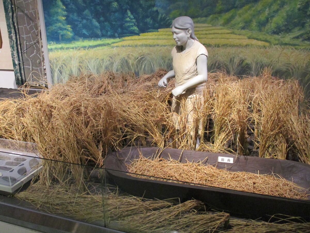 津山弥生の里文化財センター 中編 - カリバー旅行記