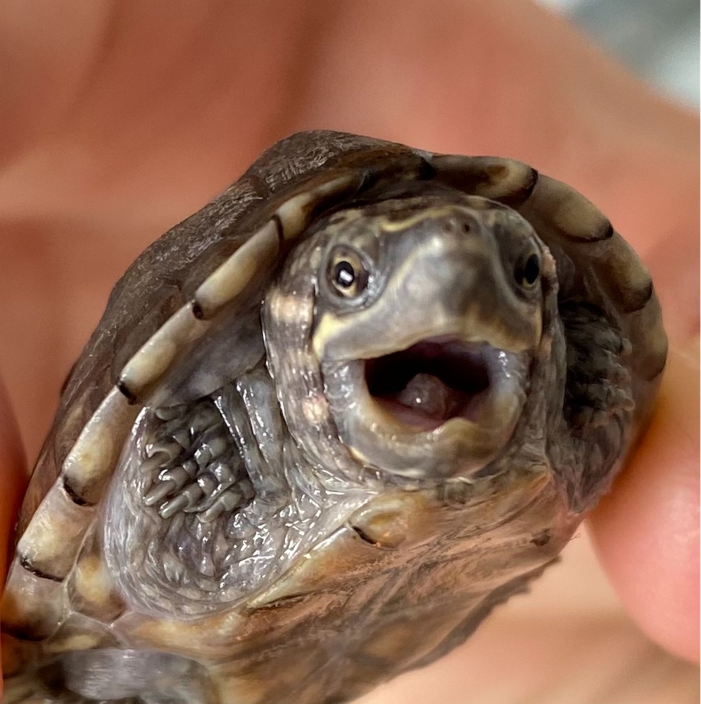 ミシシッピニオイガメの飼育方法 生物部 仮