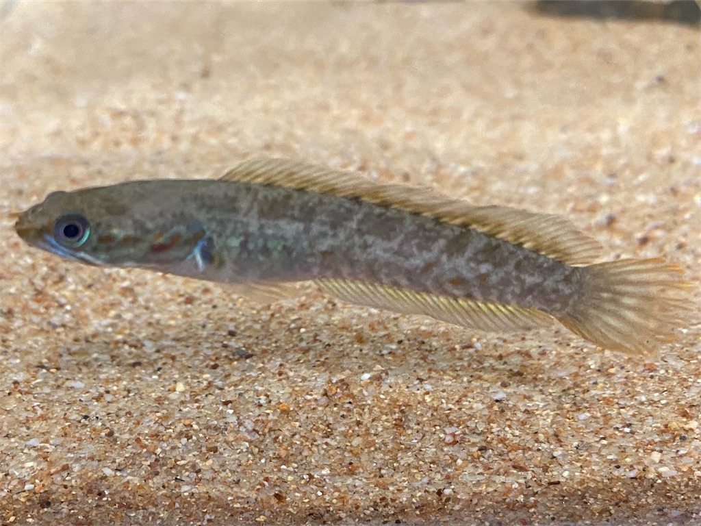 タイワンドジョウとは 動植物の人気 最新記事を集めました はてな