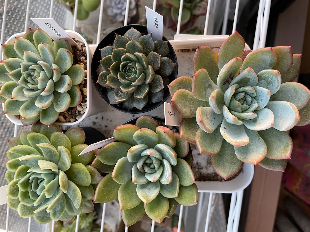 f:id:karimeroz:20240106174955j:image f:id:karimeroz:20240106174955j:image