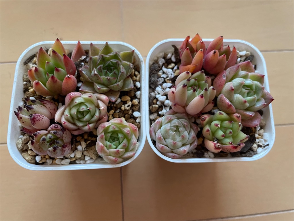 f:id:karimeroz:20240106175619j:image f:id:karimeroz:20240106175619j:image