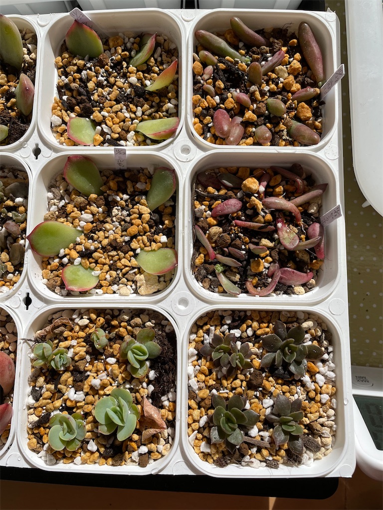 f:id:karimeroz:20240111133012j:image f:id:karimeroz:20240111133012j:image