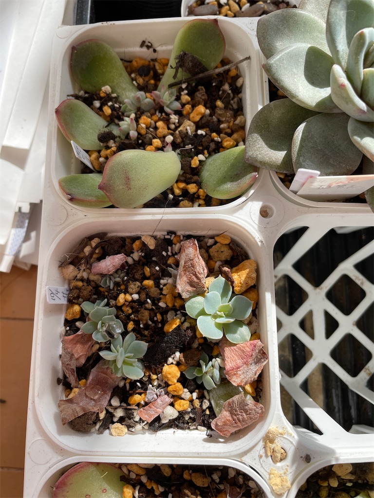 f:id:karimeroz:20240111134512j:image f:id:karimeroz:20240111134512j:image