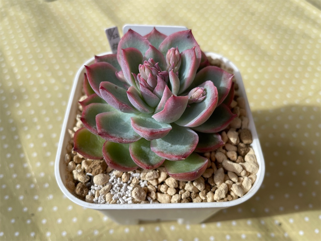 f:id:karimeroz:20240118201506j:image f:id:karimeroz:20240118201506j:image