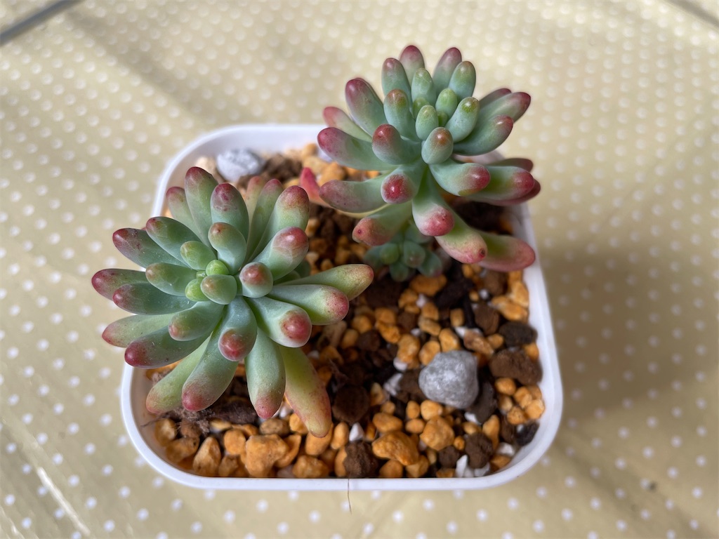 f:id:karimeroz:20240118202913j:image f:id:karimeroz:20240118202913j:image