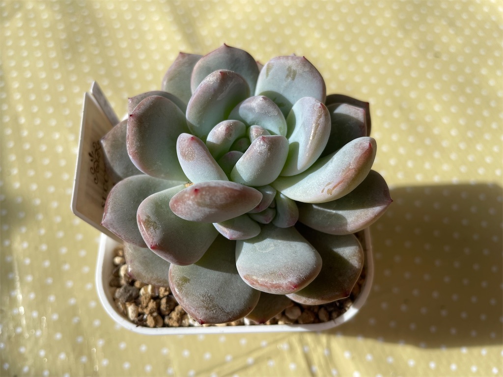 f:id:karimeroz:20240118203526j:image f:id:karimeroz:20240118203526j:image