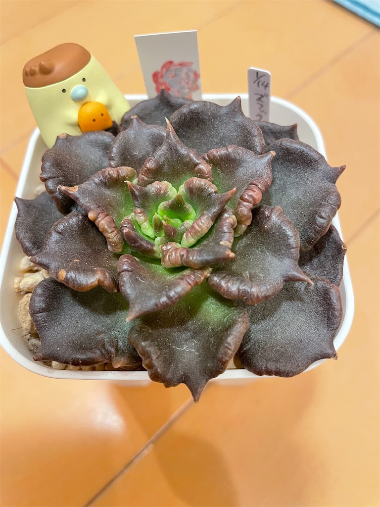 f:id:karimeroz:20240131173907j:image f:id:karimeroz:20240131173907j:image