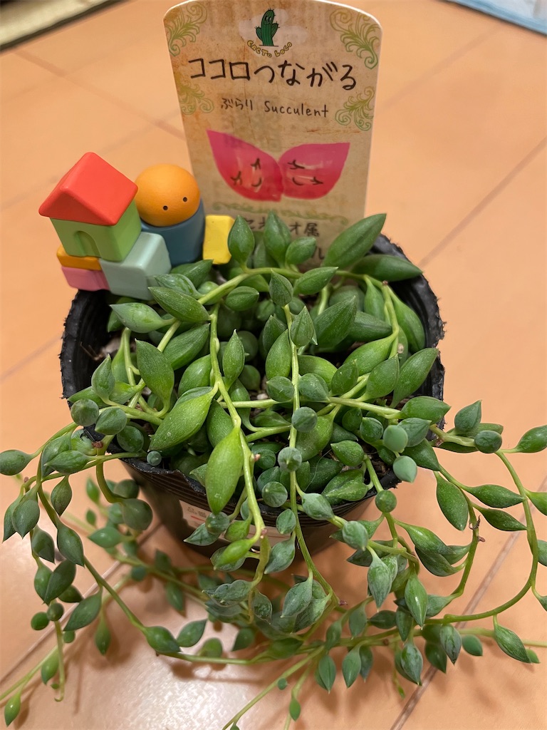 f:id:karimeroz:20240131174738j:image f:id:karimeroz:20240131174738j:image