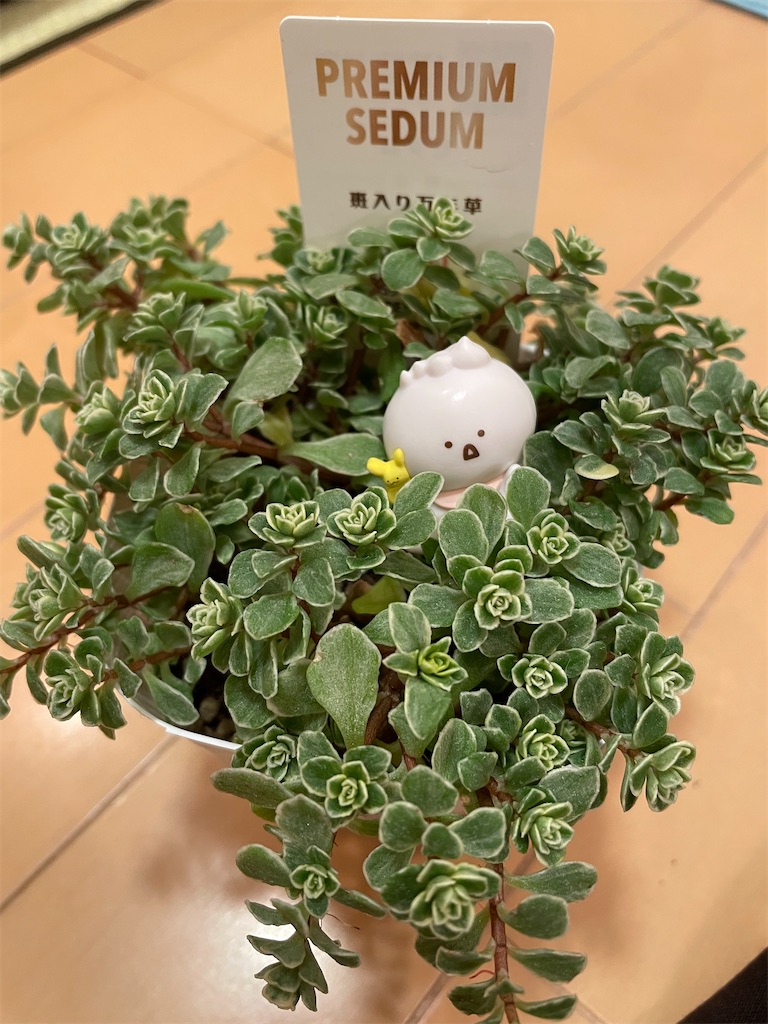 f:id:karimeroz:20240131175004j:image f:id:karimeroz:20240131175004j:image