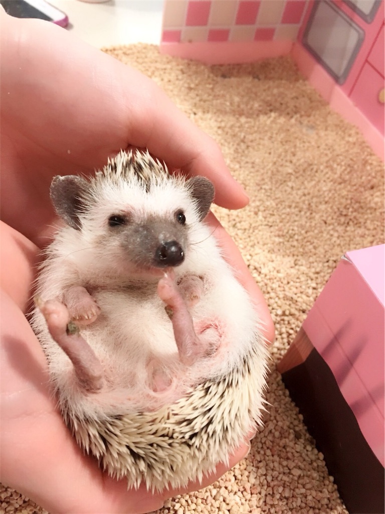 ハリネズミ ってヤバ可愛い 触れ合いカフェで癒されたい Laugh Laugh ワッハッハ でいこう