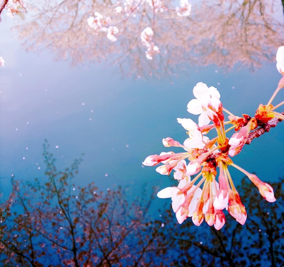 f:id:karinmatasumori:20210331202824j:plain