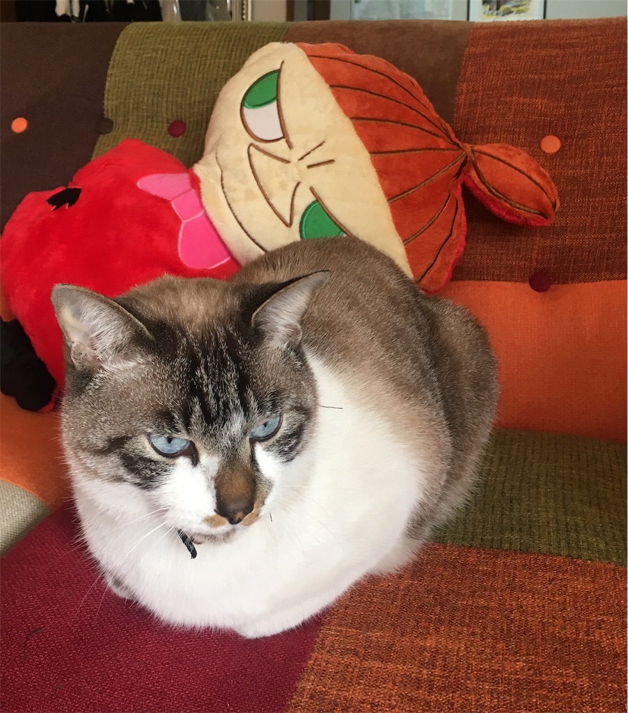 f:id:karinn888:20181202210302j:plain f:id:karinn888:20181202210302j:plain