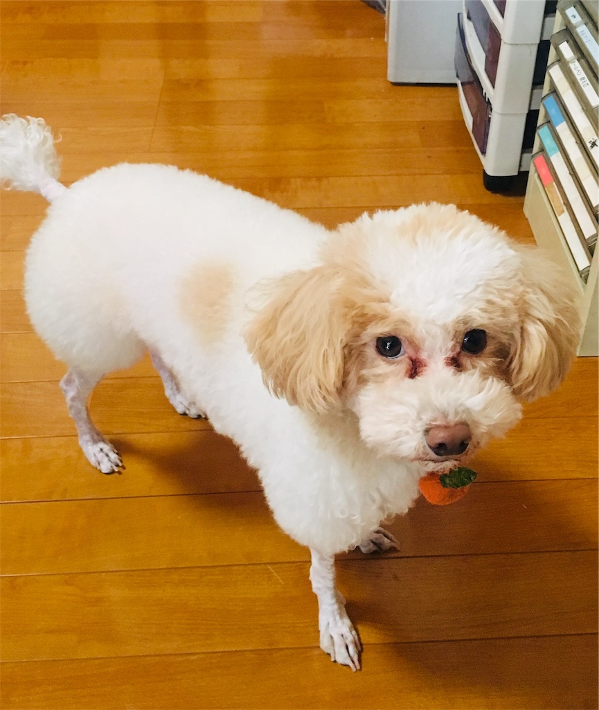 f:id:karinn888:20190401230522j:image f:id:karinn888:20190401230522j:image
