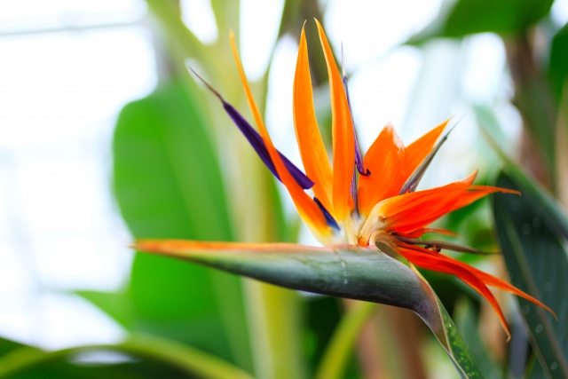 ずぼらが極楽鳥花を地植えしてみたら花が咲いた - ヒロ、勇者2回目
