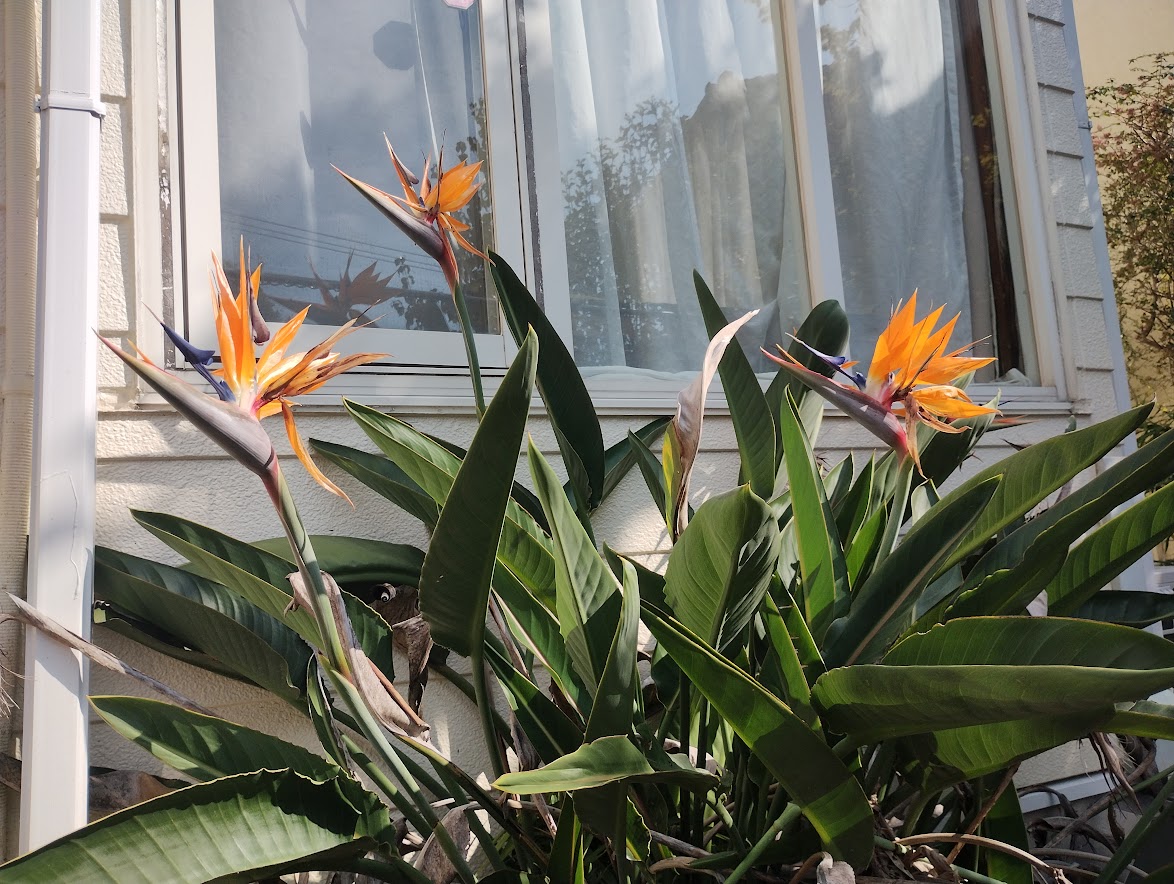 ずぼらが極楽鳥花を地植えしてみたら花が咲いた - ヒロ、勇者2回目