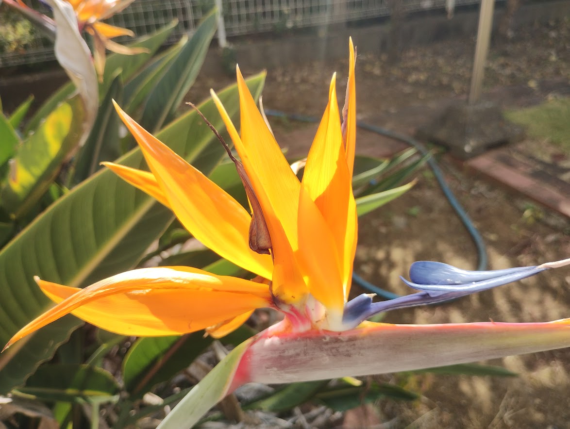 ずぼらが極楽鳥花を地植えしてみたら花が咲いた - ヒロ、勇者2回目