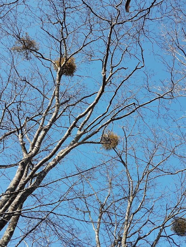 北海道産　ヤドリギ　特大！親木付き 北海道産 ヤドリギ 特大！親木付き ヤキトリ、ワイン、日本酒、Q》の