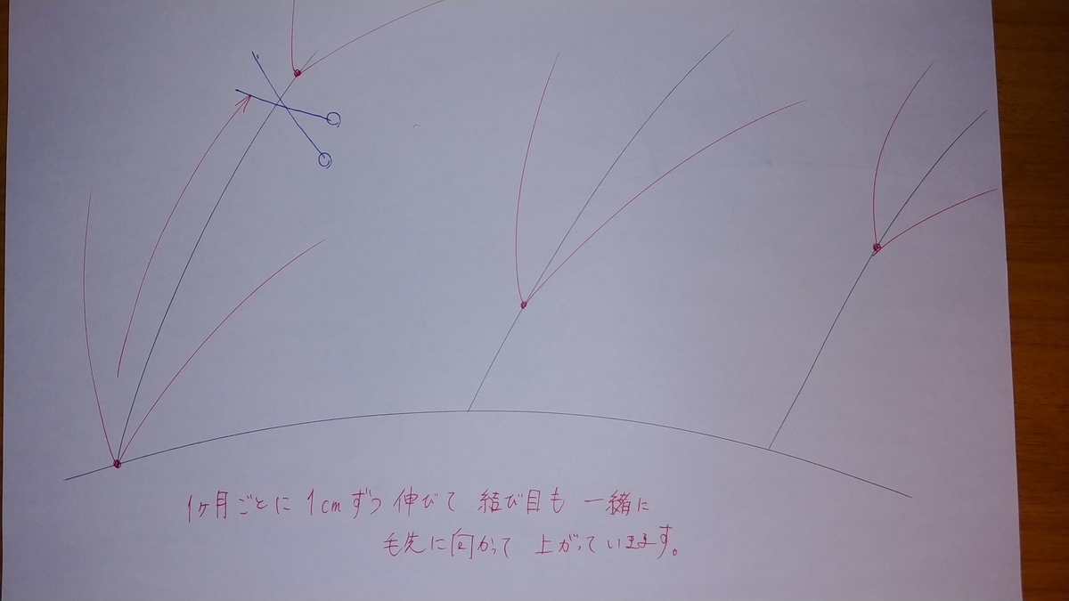 f:id:karisuman:20200506015130j:plain f:id:karisuman:20200506015130j:plain